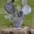 Cactus 70x50 cm